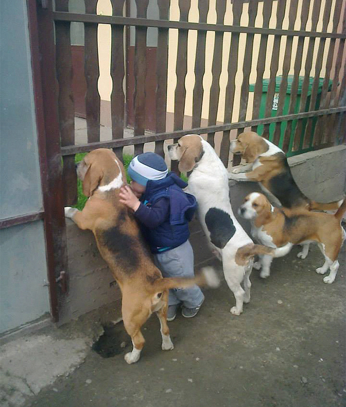animal companie
