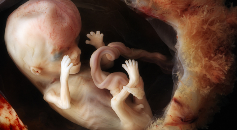 dezvoltarea bebelusului