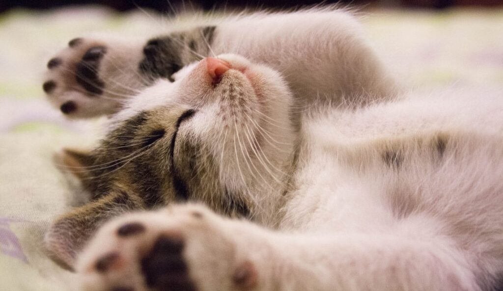 Ce-poți-face-pentru-ca-blana-pisicii-tale-să-fie-sănătoasă-și-strălucitoare