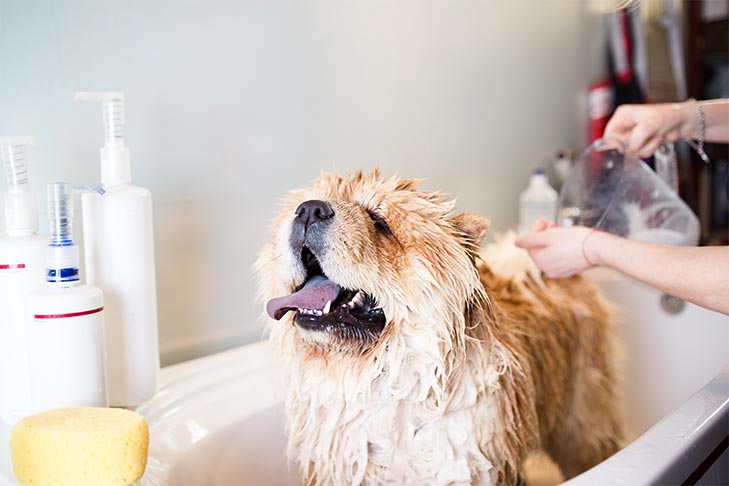 4 moduri prin care poți elimina mirosul neplăcut al câinelui tău
